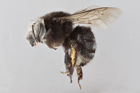 [Anthophora arequipensis female (lateral/side view) thumbnail]